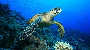 Marine environmental Awareness